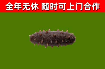 汶川县烟酒回收干海参.jpg